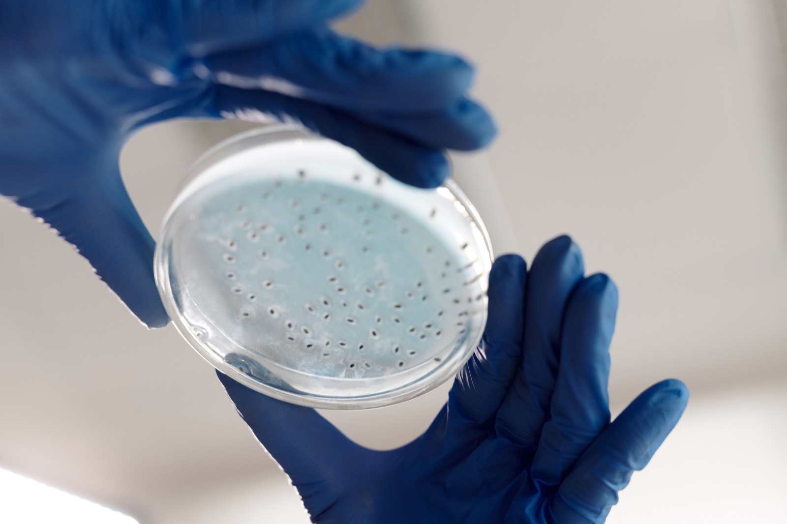 Culture plate with grown colonies held in a gloved hand: what a test result looks like before it becomes a number